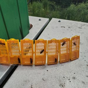 Včelia matka Carnica Martin® - voľne spárená